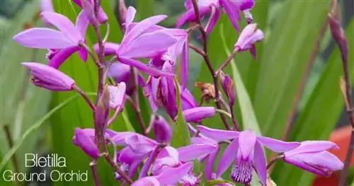 Цветы Bletilla Striata (наземная орхидея)