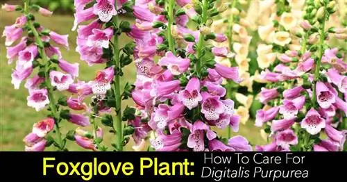 Цветки наперстянки - Digitalis purpurea.