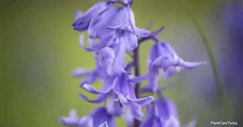 Голубые цветы Hyacinthoides Hispanica