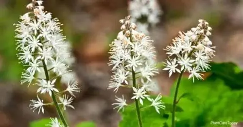 Белые цветки Тиареллы Кордифолии - Foamflower.