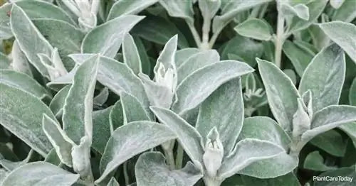 пушистые листья растения «Колос ягненка» (Stachys byzantina)