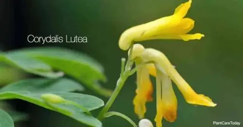 Цветение желтых цветов Corydalis Lutea.