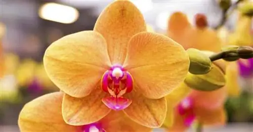 Крупный план мотыльковой орхидеи Phalaenopsis Sunset