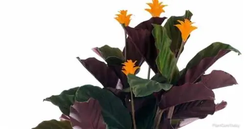 Оранжевые цветы Calathea crocata - растение Изумрудного Пламени