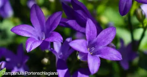 Фиолетовый колокольчик Campanula Portenschlagiana