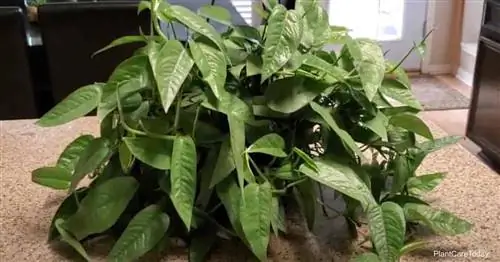 Выращивание Cebu Blue Pothos: Как ухаживать за Epipremnum Pinnatum