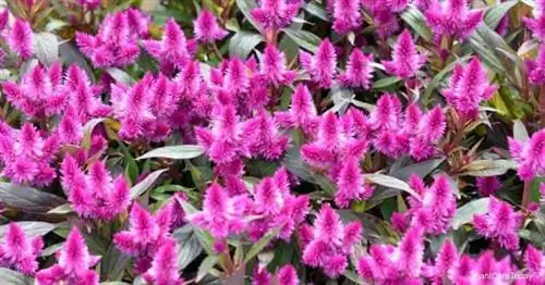 Celosia Argentea (гребешок серебряного петуха)