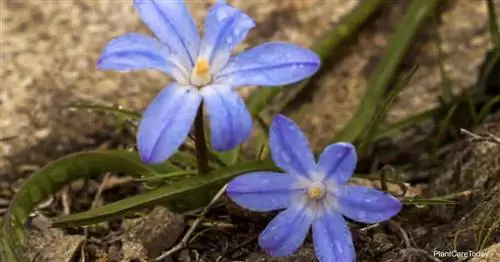 Голубоцветущая Chionodoxa Forbesii (Снежная слава)