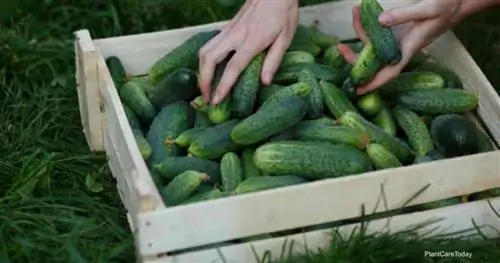 человек перебирает ящик с огурцами