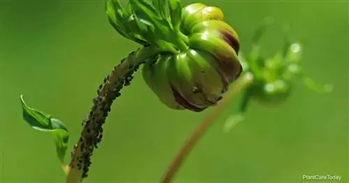 Какие насекомые-вредители нападают на цветы георгинов и как с ними бороться