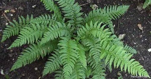 привлекательный папоротник Dryopteris erythrosora