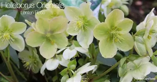 Привлекательные цветы Helleborus Orientalis - постной розы.