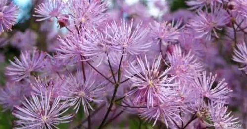 Рута цветущая луговая - Thalictrum Aquilegifolium