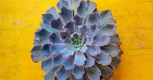 Мексиканский снежок Blue Echeveria (также известный как elegans) демонстрирует свои цвета