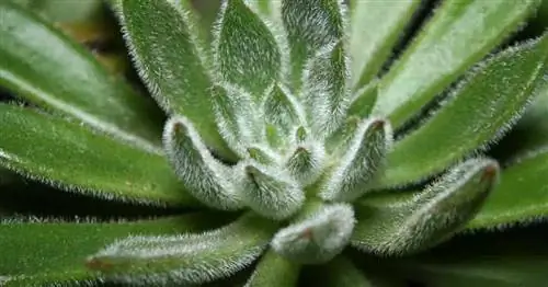 Echeveria setosa - мексиканская петарда с пушистыми щетинками на листьях.