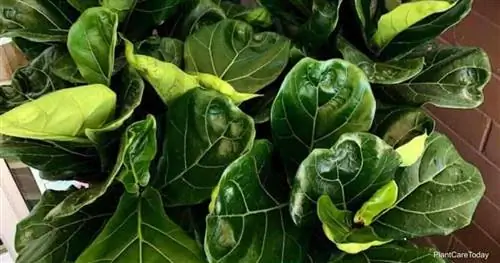 зеленые листья инжира Fiddle Leaf