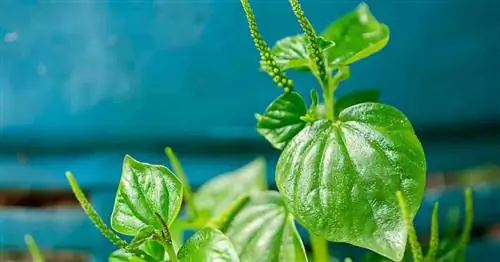 Peperomia Pellucida Информация: Как выращивать и ухаживать за блестящим кустом