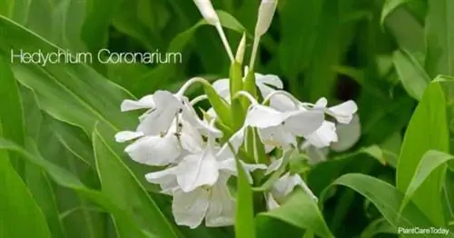 Цветущий Hedychium Coronarium - цветущая белая имбирная лилия