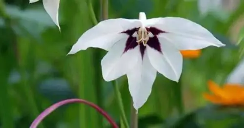 Белое с фиолетовым центром цветение Peacock Orchid Acidanthera