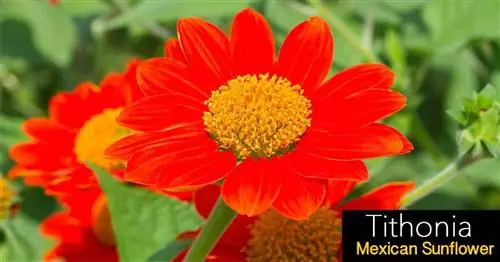 tithonia-мексиканский-подсолнечник-07312016