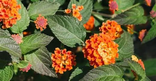 Что такое Lantana Urticoides и как его выращивать