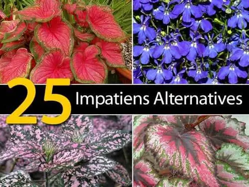 25 альтернатив Impatiens – предупреждение о реакции на заболевание [ОБНОВЛЕНО]