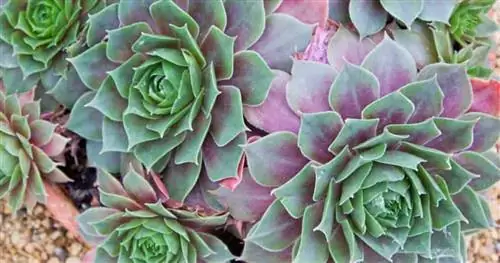 Живите вечно, куры и цыплята Sempervivum