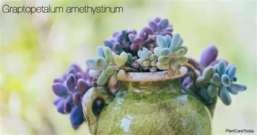 Привлекательный горшок Graptopetalum Amethystinum (лавандовая галька)