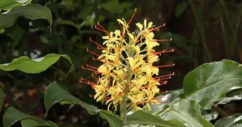 Цветущий имбирь Кахили (Hedychium)