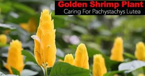 Золотая креветка: как ухаживать за Pachystachys Lutea