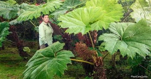 Большие листья растения Gunnera Giant Leaf.