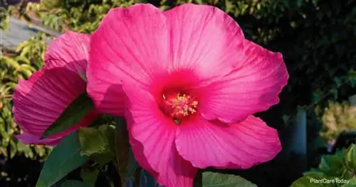 Привлекательные цветы выносливого гибискуса (Hibiscus Moscheutos).