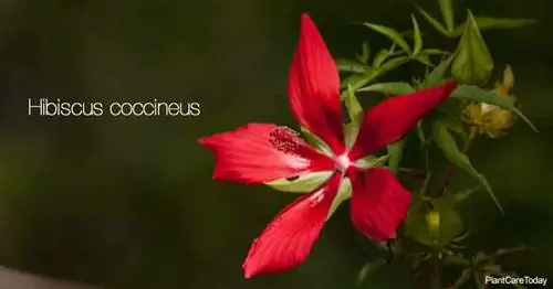 Hibiscus Coccineus: выращивание и уход за растением Техасская звезда гибискуса