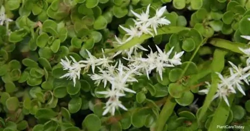 Цветущий дикий очиток (Sedum ternatum)