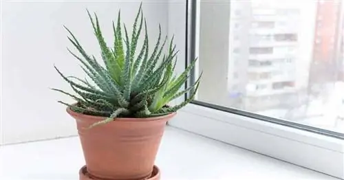 Aloe aristata в горшке - Кружевное алоэ у окна