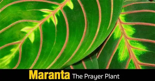 Уход за Maranta Leuconeura: выращивание кроличьих следов Maranta