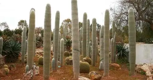 Кактус Старик: Как выращивать и ухаживать за Cephalocereus Senilis