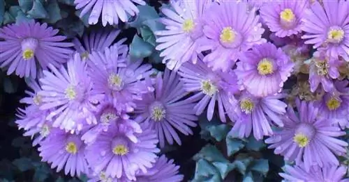 Oscularia Deltoides: выращивание суккулента Pink Ice Plant