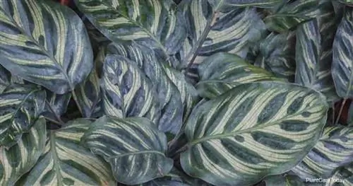 павлинье растение (Calathea makoyana)