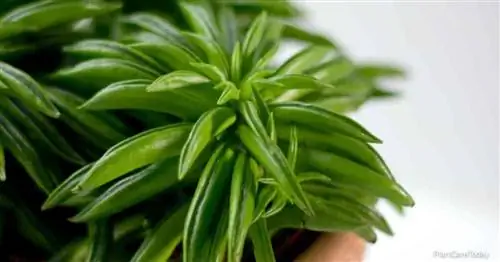 Уникально выглядящая Peperomia Dolabriformis, известная как Молитвенный перец