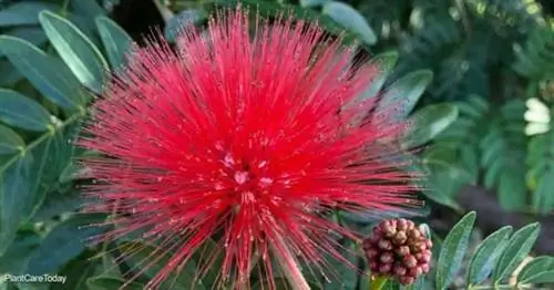 Красный пуховый цветок - Calliandra haematocephala.