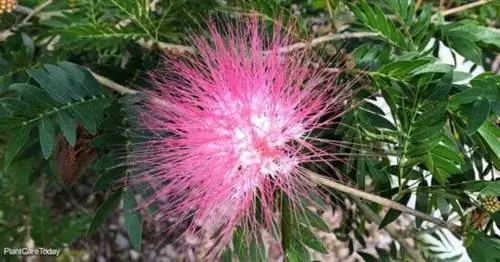 Calliandra surinamensis Розовый пуховый цветок дерева