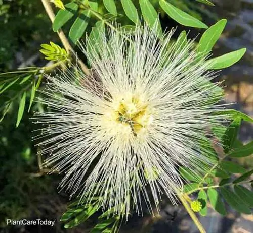 Белое цветение Calliandra surinamensis 'alba'