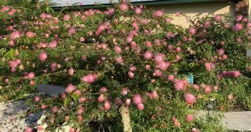 Маленькое деревце Calliandra surinamensis с розовым цветением