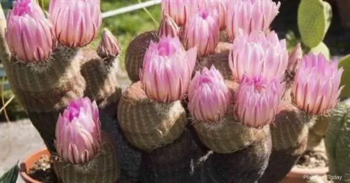 Синоним цветущего радужного кактуса в горшке (echinocereus rigidissimus)