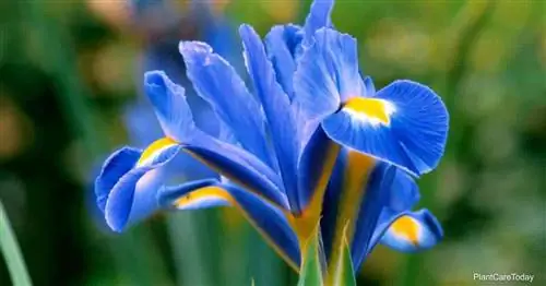 Выращивание сетчатого ириса: как ухаживать за Iris Reticulata