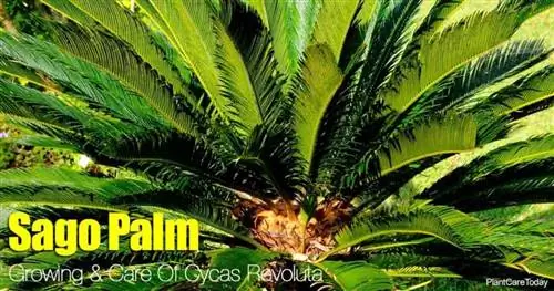 Привлекательная саговая пальма (Cycas Revoluta), растущая в ландшафте