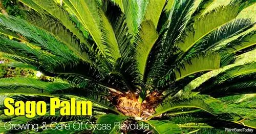 Уход за Cycas Revoluta: Как вырастить саговую пальму