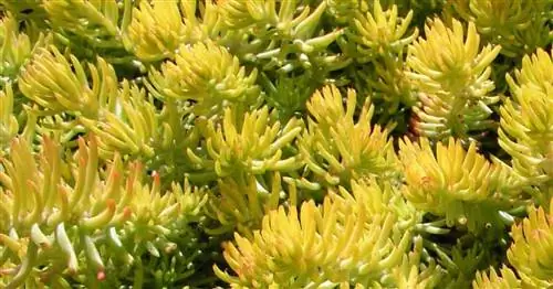 Reflexum Sedum внешне похож на голубую ель, устойчив к засухе и используется как почвопокровное растение.