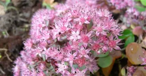 Розовые цветы очитка Sedum Sieboldii